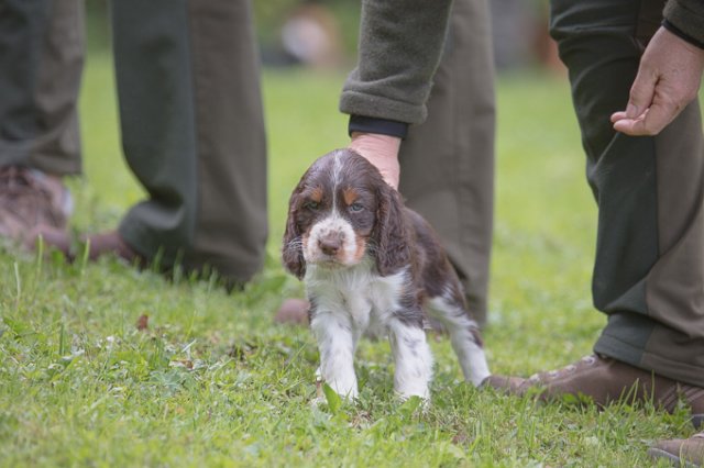 Hundepräsentation 2019